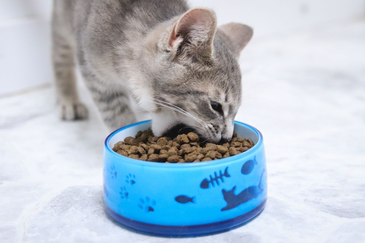 Grey White Tabby Striped Kitten Eating Instinct Original Kitten Grain Free Recipe With Real Chicken Dry Kibble Cat Food