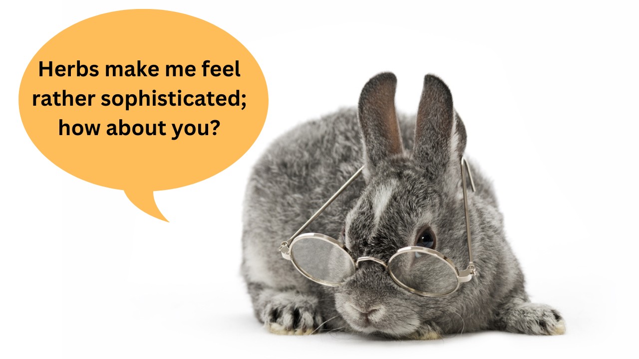 Rabbit eating fresh herbs, an image demonstrating the use of herbs as safe human food for rabbits
