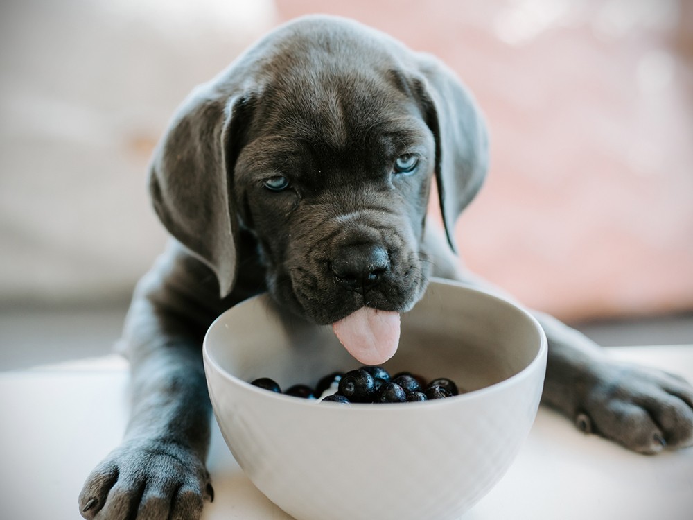 Dog Looking at Food