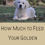 Golden Retriever Puppy