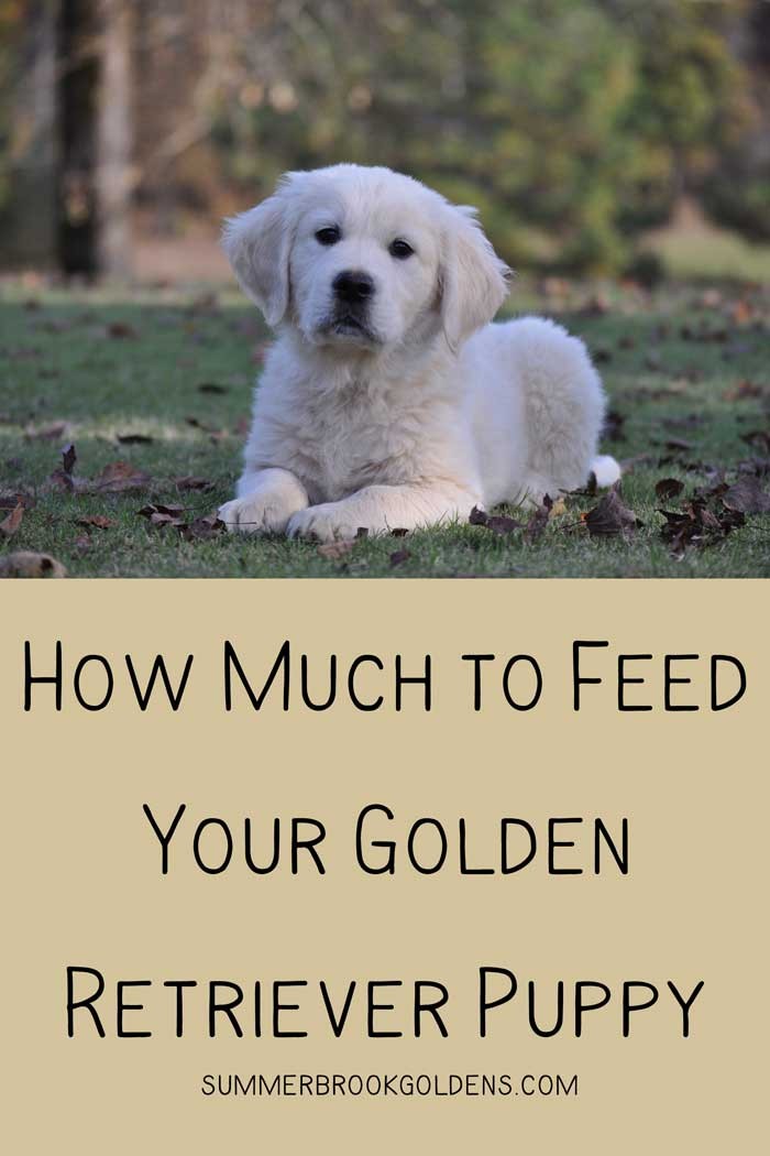 Golden Retriever Puppy