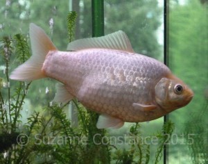 A singletail, or common goldfish which has been well fed, note the rounded belly