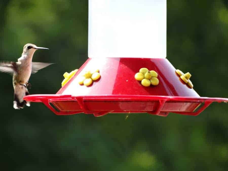 Hummingbird feeder in garden