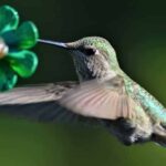 Hummingbird feeding from a red tubular flower