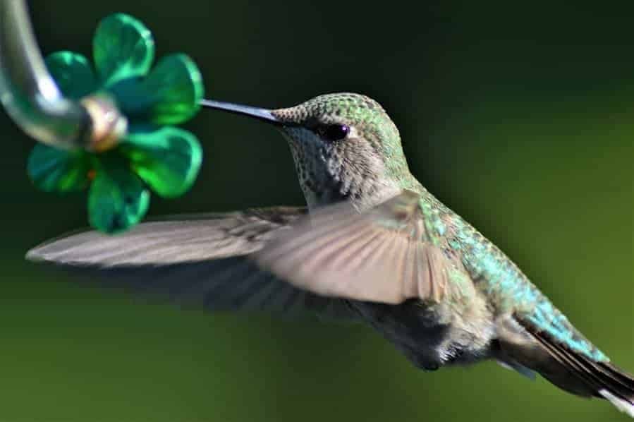 Hummingbird feeding on nectar