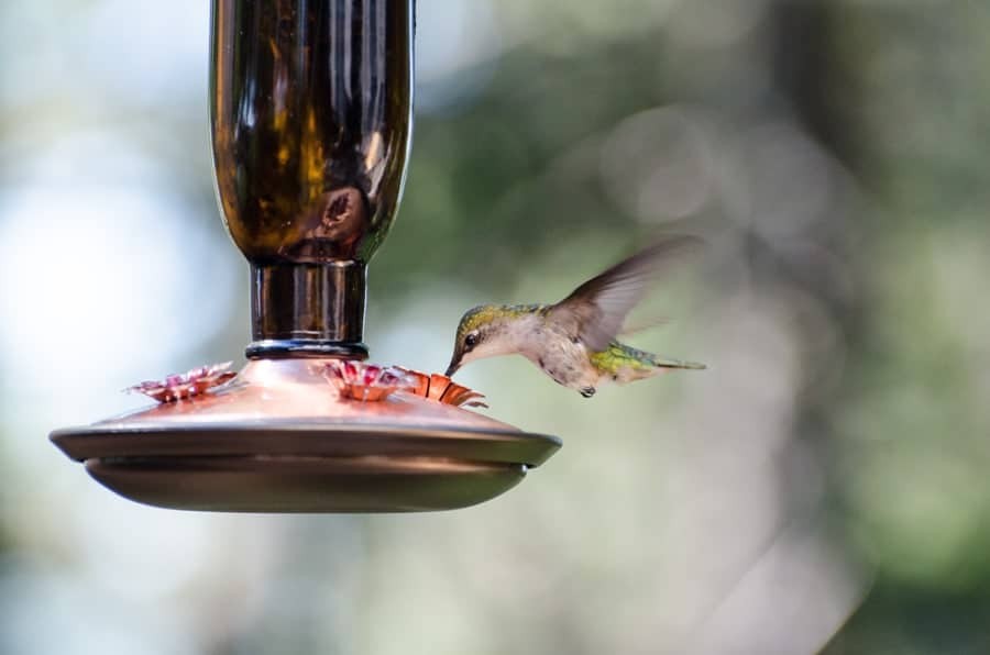 Hummingbird sipping nectar from a red feeder, illustrating the simplicity of their diet