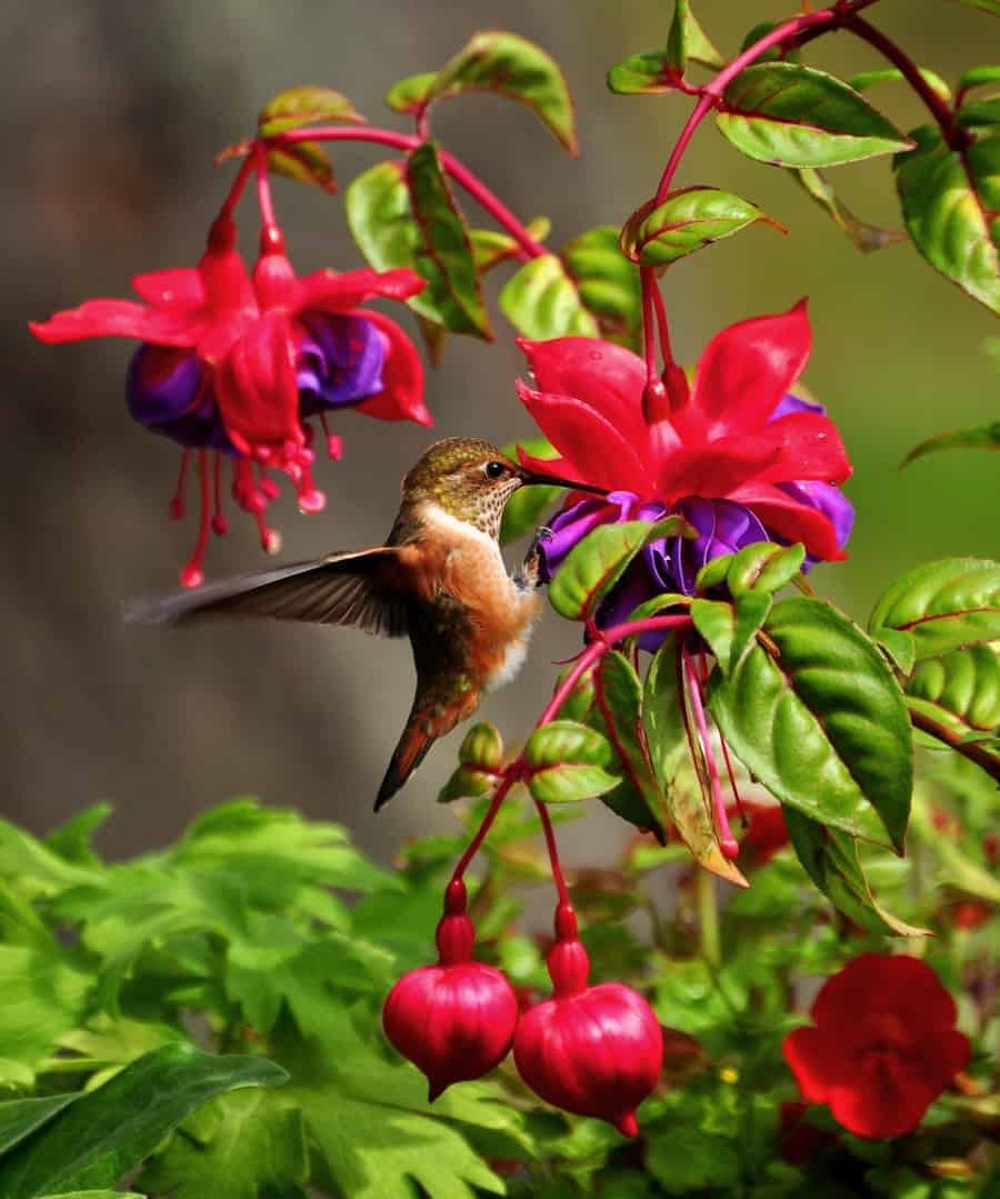 Hummingbird feeder