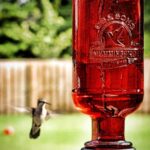 Hummingbird feeding from a red feeder with green leaves in the background