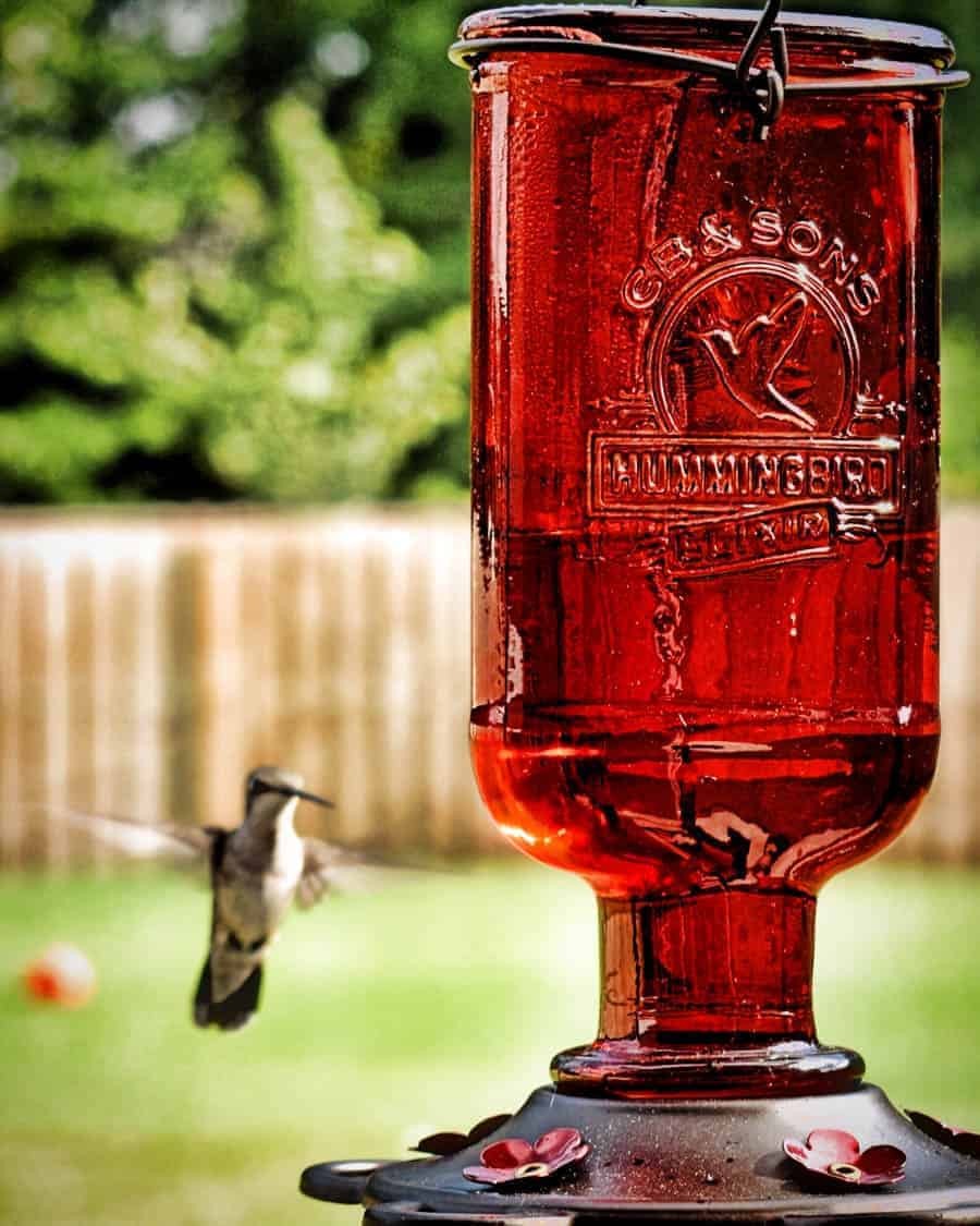 Hummingbird feeding from a red feeder with green leaves in the background