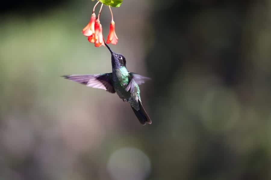Hummingbird foraging for insects