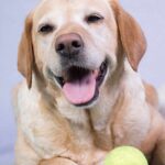 Happy Labrador enjoying food