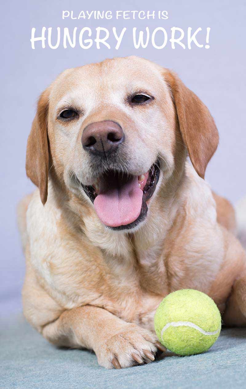 Happy Labrador enjoying food