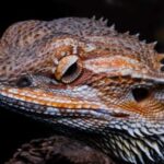 Bearded dragon eating greens