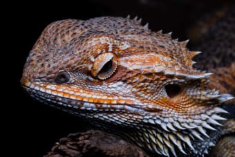 Bearded dragon eating greens