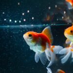 Goldfish flakes dissolving in water, illustrating the potential for water clouding