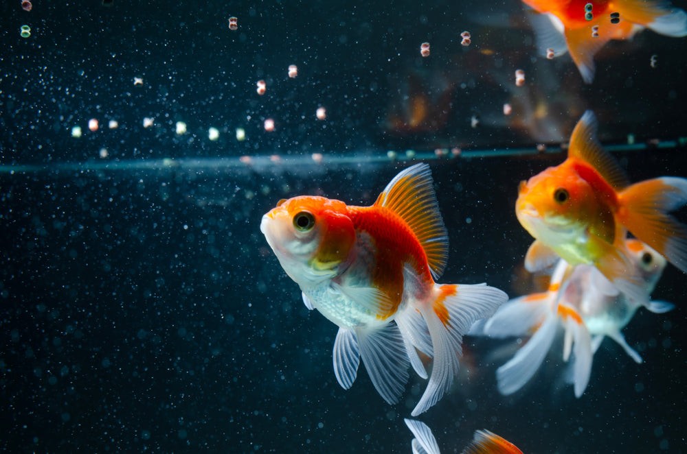 Goldfish flakes dissolving in water, illustrating the potential for water clouding