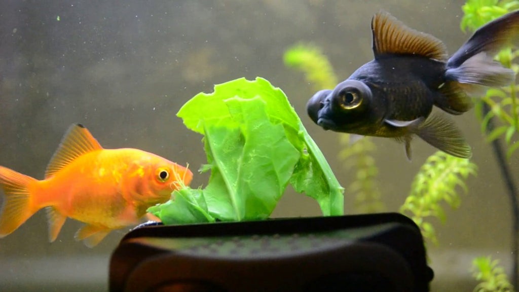 A selection of safe and healthy treats for goldfish, including peas, lettuce, and shrimp