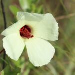 Pinelands hibiscus near Rowlett’s Creek in Liberty County.