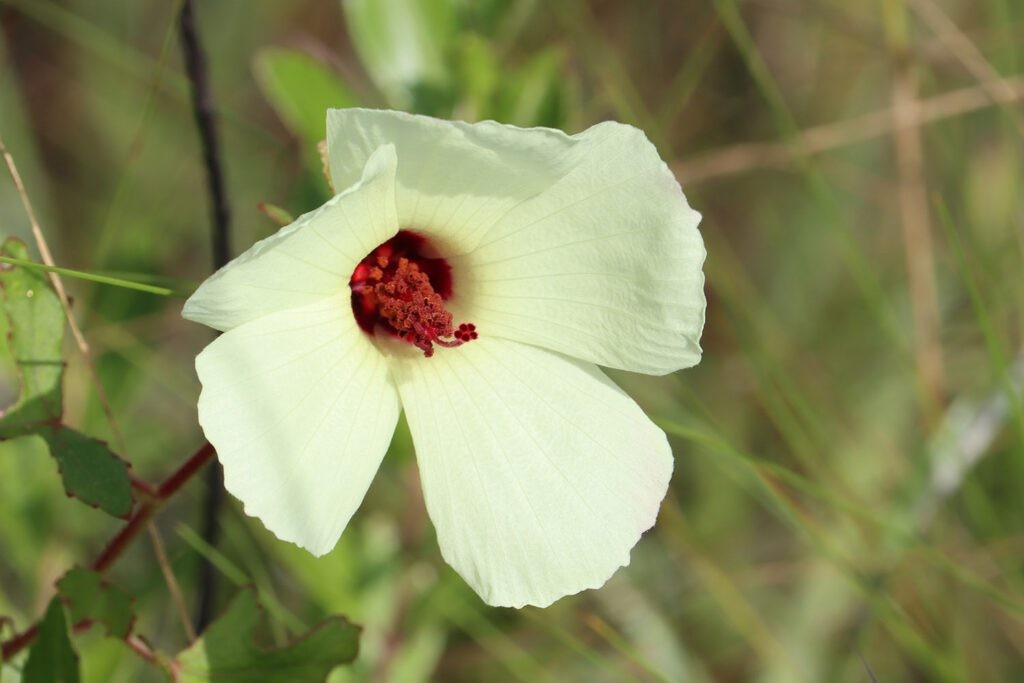 Pinelands hibiscus near Rowlett’s Creek in Liberty County.
