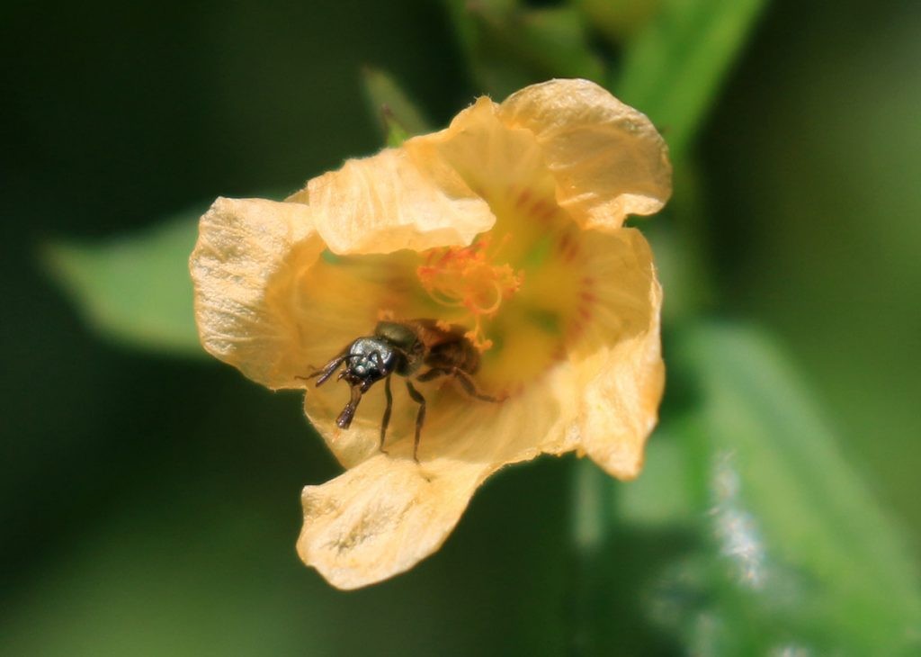 A sweat bee peeking out from a fanpetal flower.