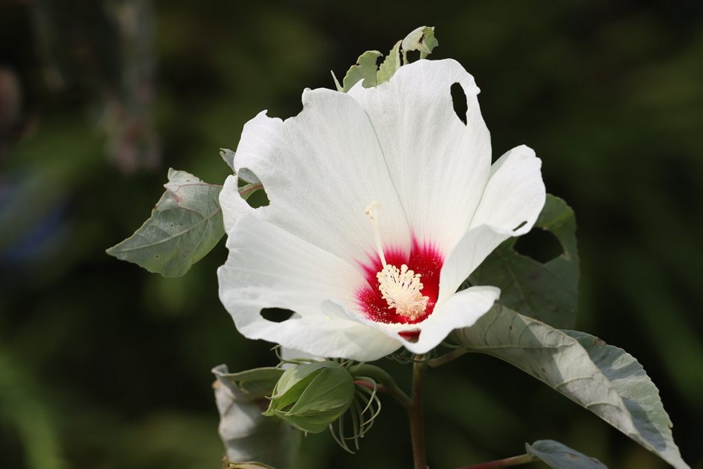 Swamp rose mallow at the edge of Lake Jackson.