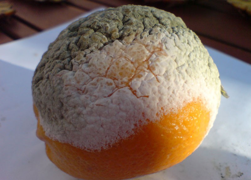 Preventing Mold on Food with Proper Storage