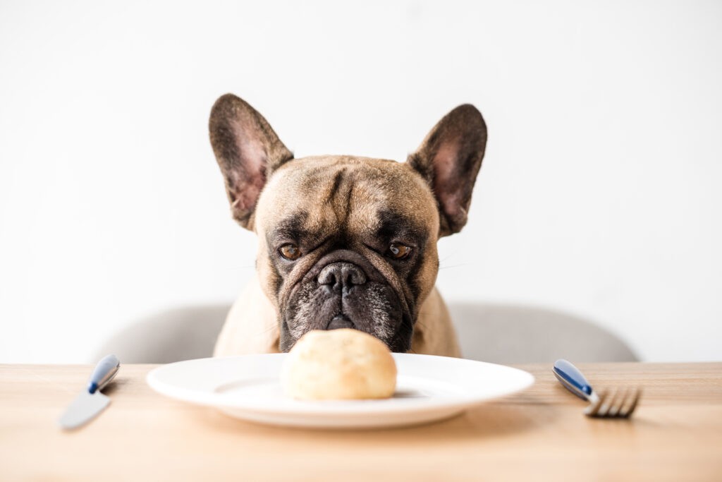 sensitive stomach frenchie