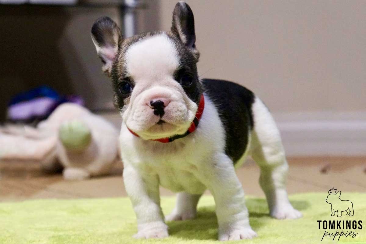 Jasper, French Bulldog puppy