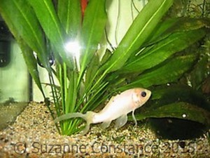 A goldfish which has been stunted due to inadequate care and living conditions, note the skinny body shape and almost concave belly