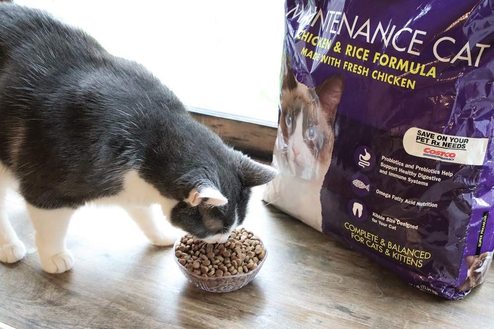 Close-up of Kirkland Signature Chicken and Rice Cat Food kibble being poured into a bowl