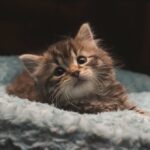 Cute kitten eating from a bowl