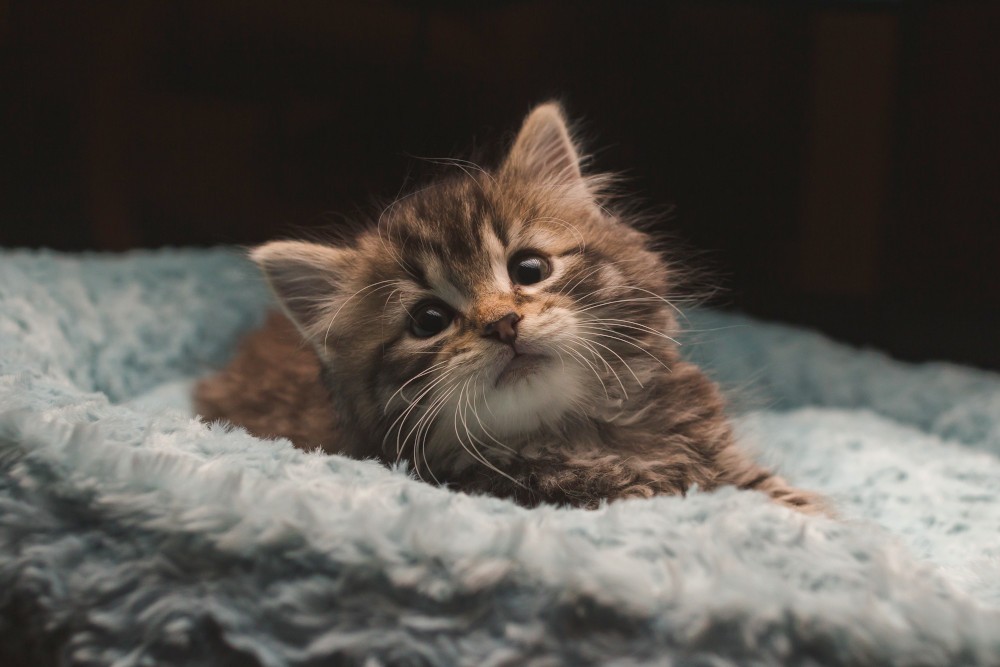 Cute kitten eating from a bowl