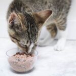 kitten eating wet cat food