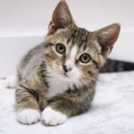 Kitten looking curiously
