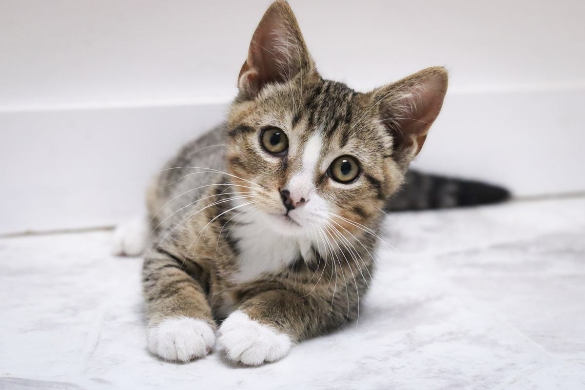 Kitten looking curiously