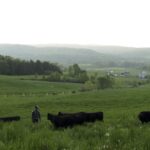 Cows grazing on pasture, symbolizing grass-fed beef production