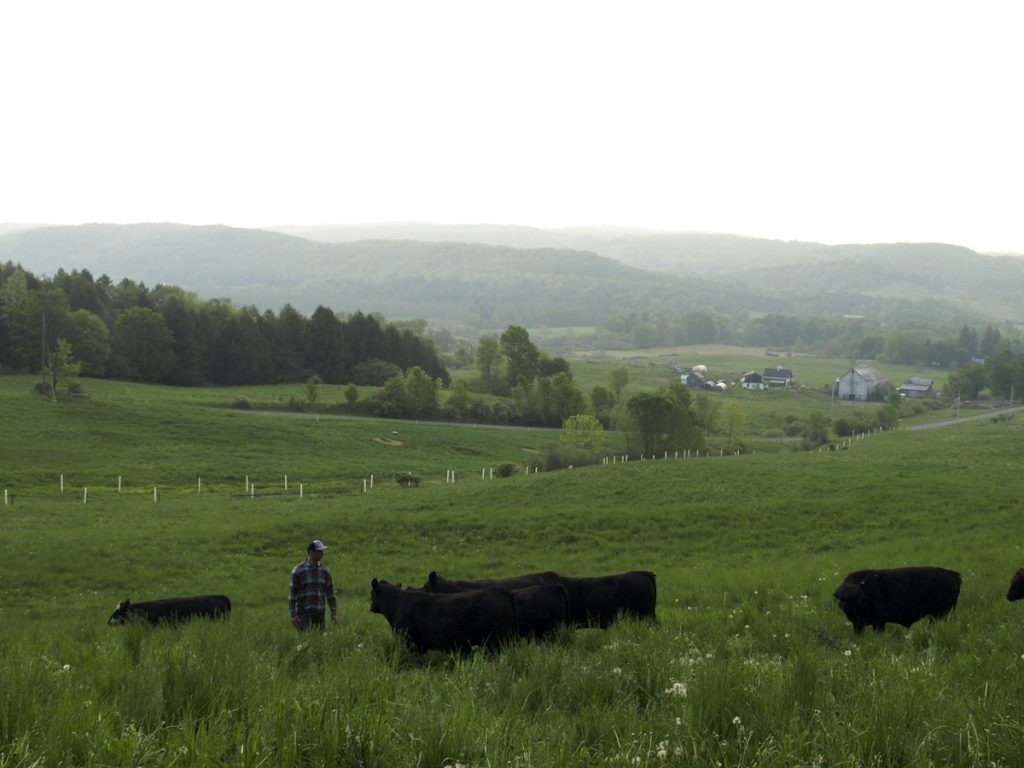 Cows grazing on pasture, symbolizing grass-fed beef production