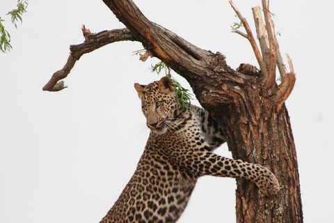 leopard relaxing in a tree