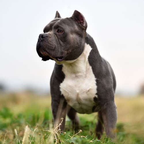 American Bully exhibits a friendly expression