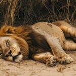A majestic lion dozing on the savanna, showcasing its ability to conserve energy