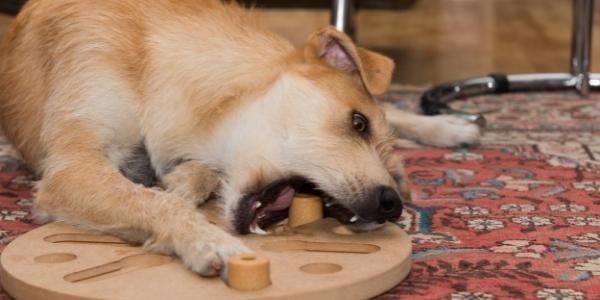 Tan terrier dog focused on solving a dog puzzle