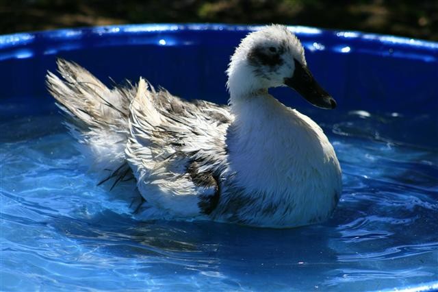 Ducklings in a plastic tub with straw bedding and a waterer