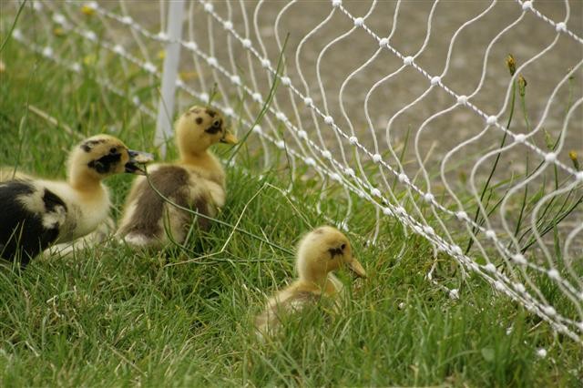 Ducklings in an outdoor tractor setup with poultry netting