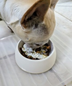 Creme Brulee starting her dinner