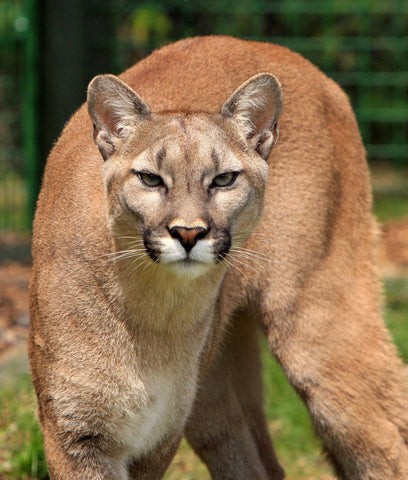 mountain lion looking directly at the camera