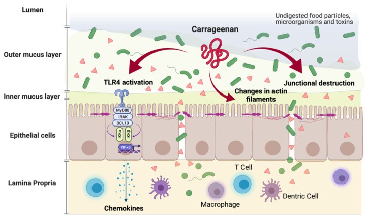 Carrageenan and Gut Health