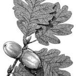 Oak Tree Identification