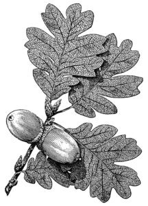 Oak Tree Identification