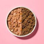 Dog eating dry food from a bowl