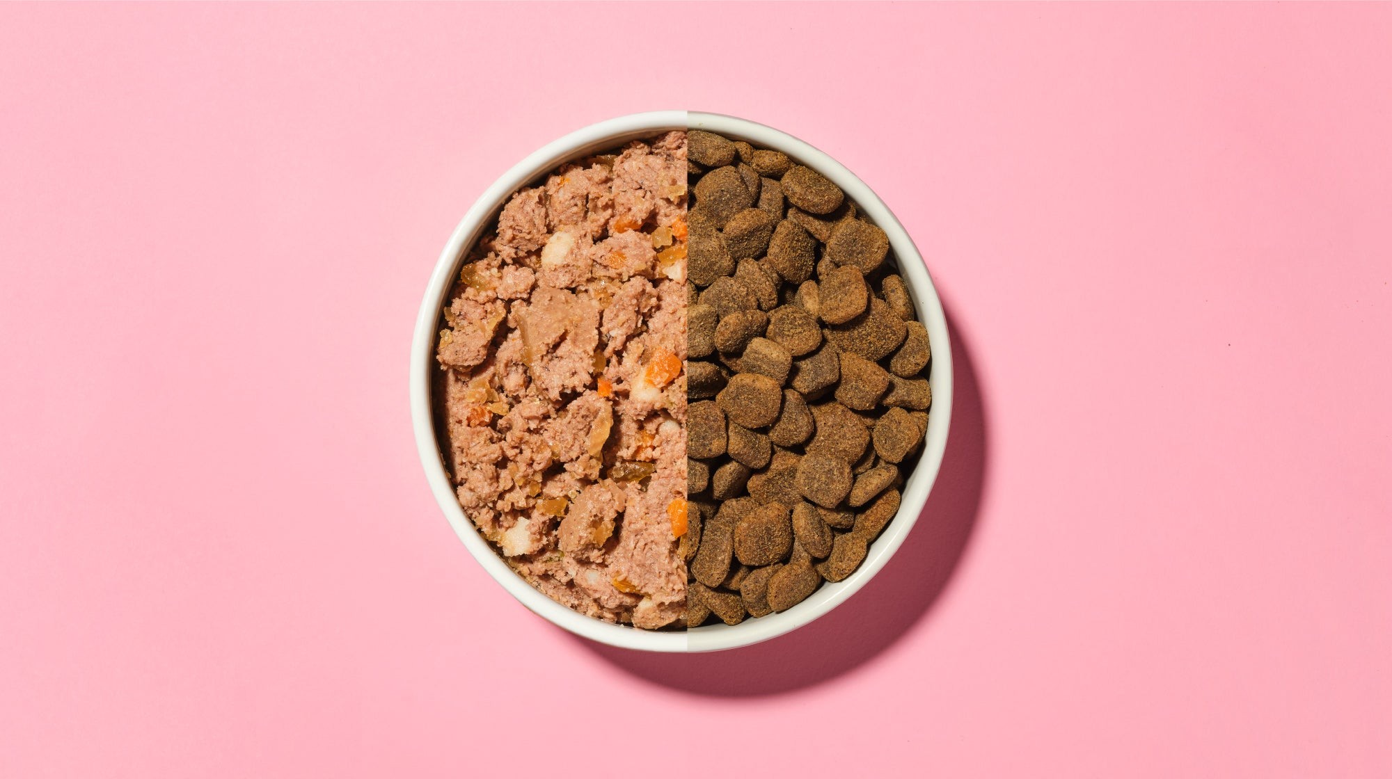 Dog eating dry food from a bowl